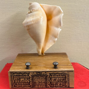 Natural Sea Shell Mobile Stand with Wooden Base